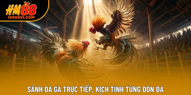 Sảnh đá gà trực tiếp, kịch tính từng đòn đá
